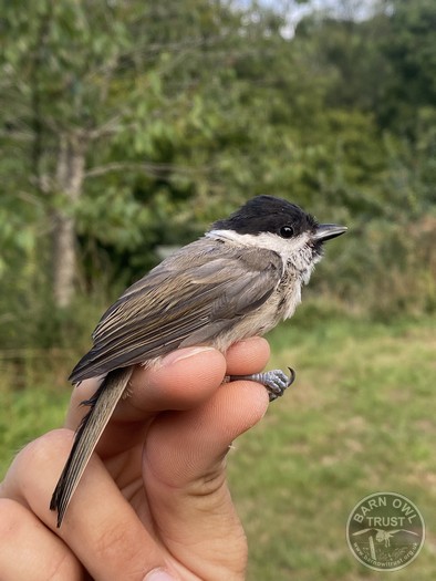 Marsh tit