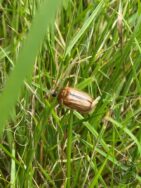 May bug