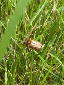 May bug
