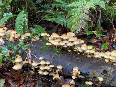 Mushrooms along the apprentice path.