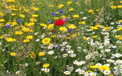 Wildlife Diary July 2025