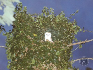 Nest Roost Sites Barn Owl On Hollow Tree