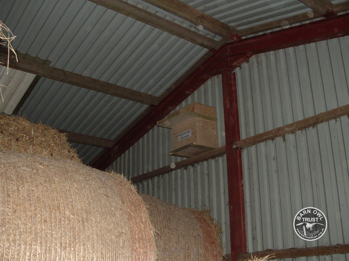 A nestbox on the wall of a corrugated metal shed above some bales of hay