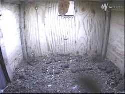 Barn Owl Webcam Nestcam Screenshot 1st March 2015