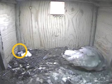 Nestcam 2nd May 2017