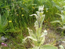 Mullein Moth, (Cucullia verbasci) caterpillars on North Park path 15th June 2021