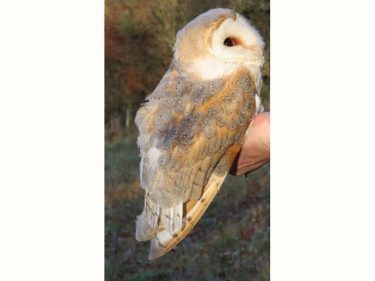 Oldest Wild Barn Owl In Britain