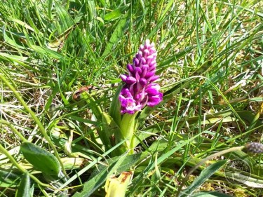 Orchid April 2015 Copy