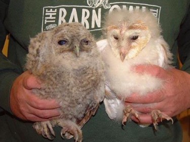 Owl Aid Owlet Rescue