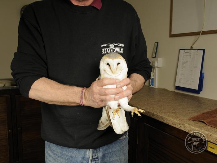 Owl Care Barn Owl Casualty Assessment Held 1