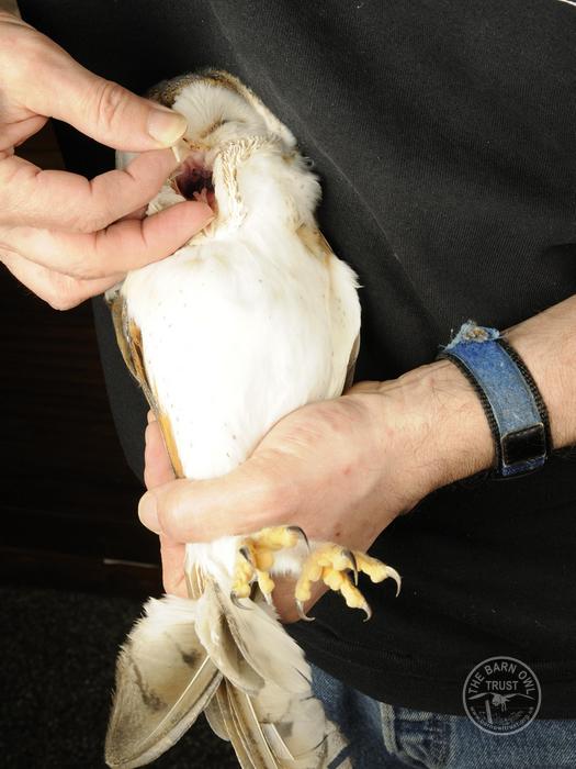 Owl Care Barn Owl Casualty Assessment Held Checking Beak 1