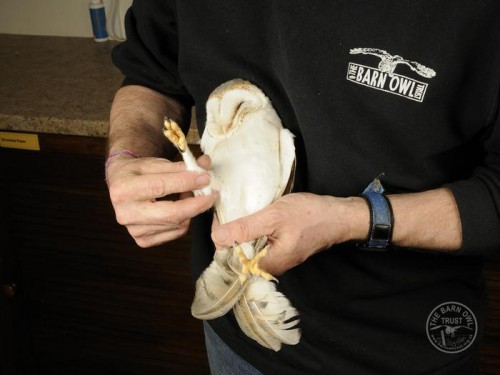 Owl Care Barn Owl Casualty Assessment Held Checking Leg 1