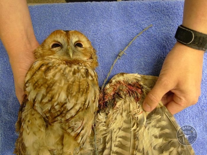 Owl care barn owl casualty how to pick it up barbed wire