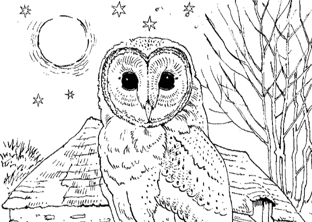 Owl colouring page cropped for hub