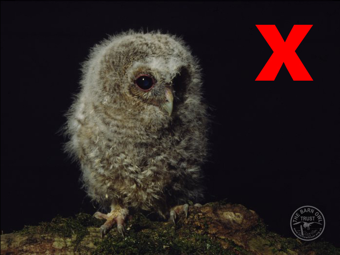 What Do Baby Owls Eat? 