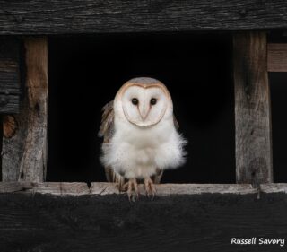 Owlet barn russell product image