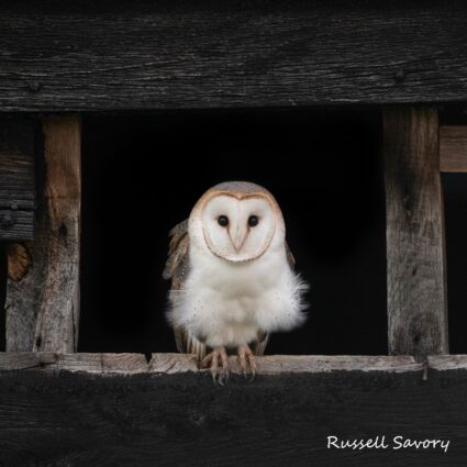 Owlet barn russell savory 1080 square + credit