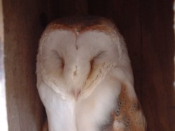 Owls In Barn Owl Trust Sanctuary 02