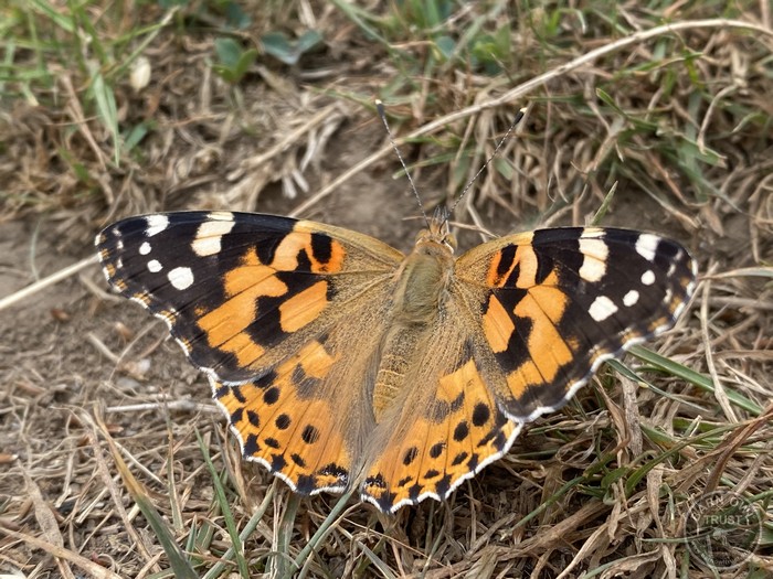 Painted lady butterfly