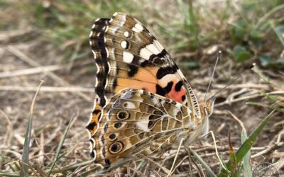 Wildlife Diary August 2025