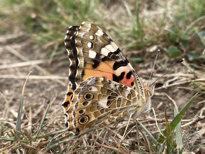 Wildlife Diary August 2025