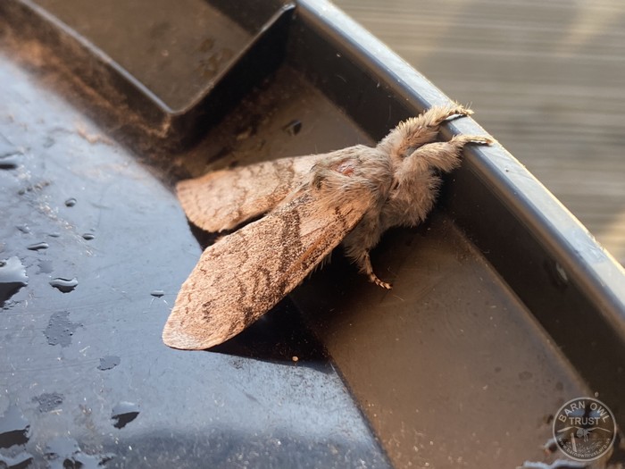 Pale tussock Pale tussock