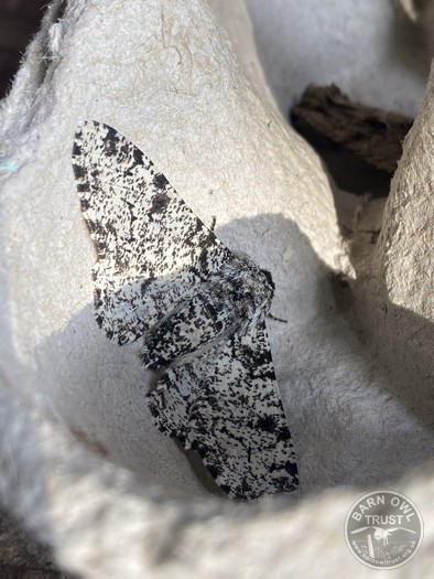 Peppered moth 040725