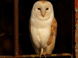 Perched Barn Owl Russell Savory