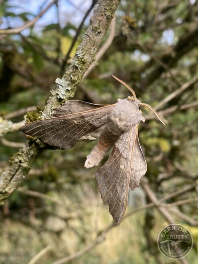 Poplar hawk moth