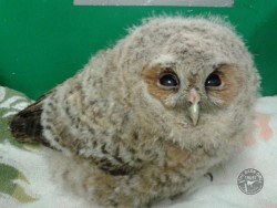 Porridge The Tawny Owl