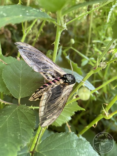 Privet hawk moth