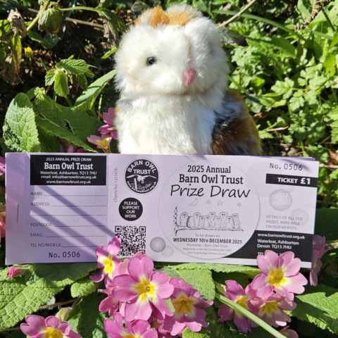 Prize draw 2025 square 1080
