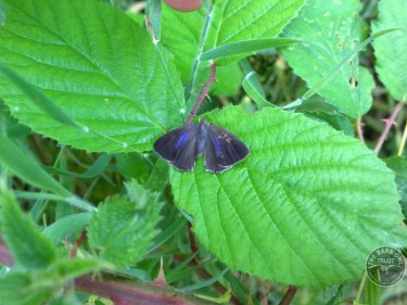 Purple Hairstreak Butterfly In The LLP Wildlife Diary July 2015