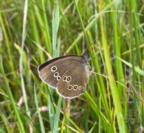 Ringlet