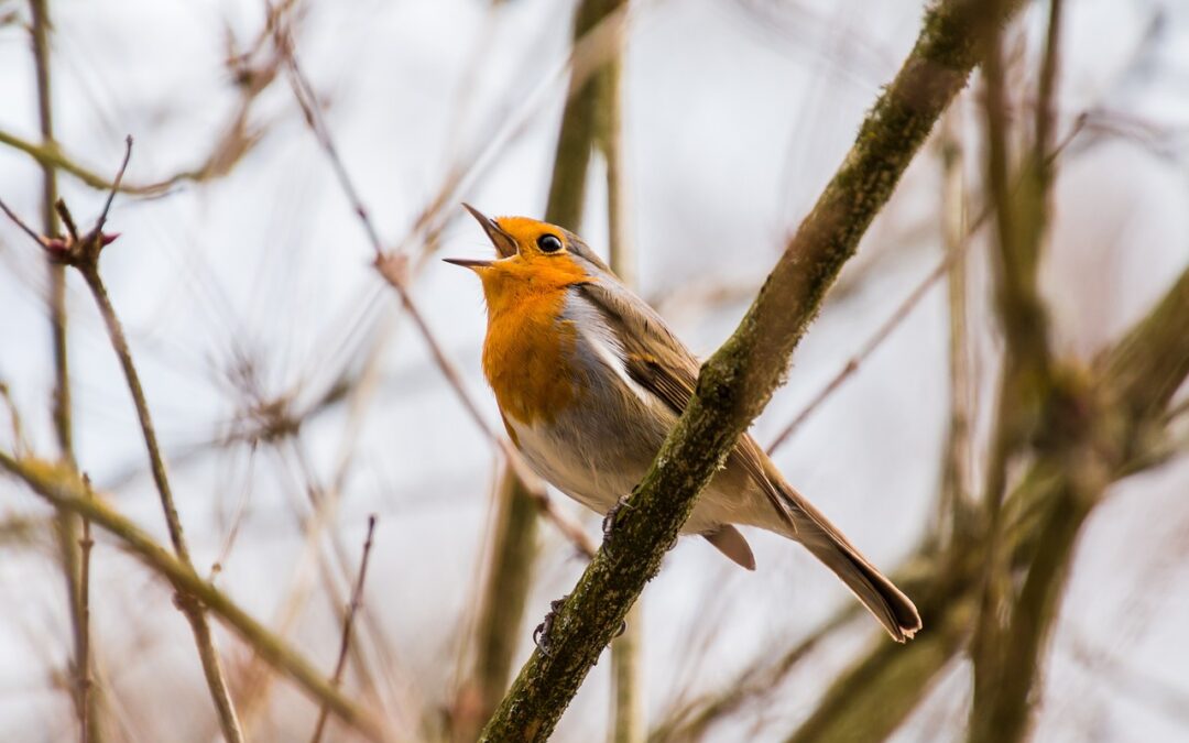 Dawn Chorus Bird Walk & Moth Trap – 6.30am 2nd April 2026