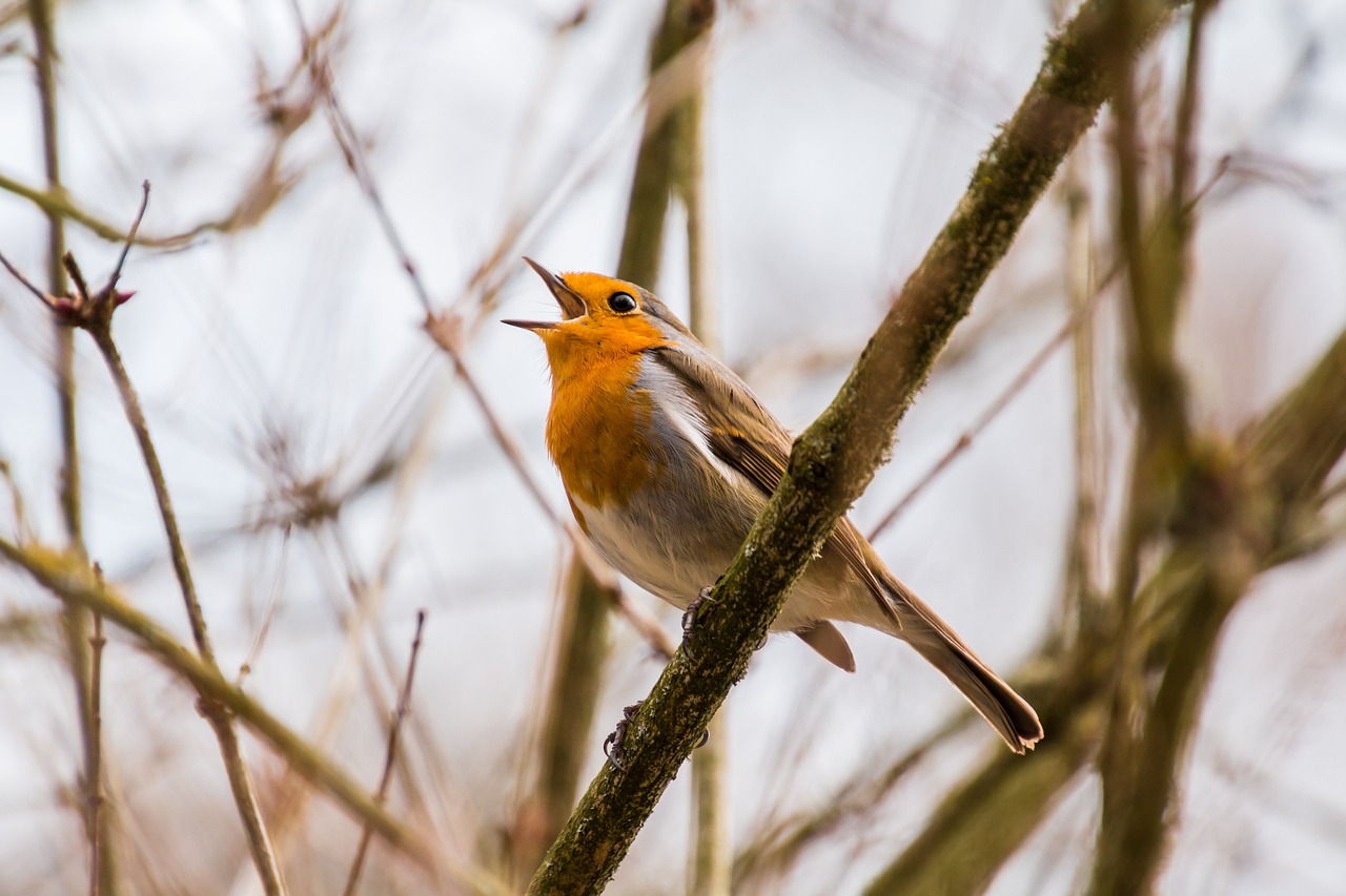 Dawn chorus bird walk