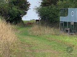 Roe Deer LLP August 2022