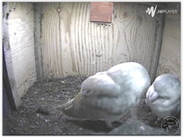 Roosting BO's 250216