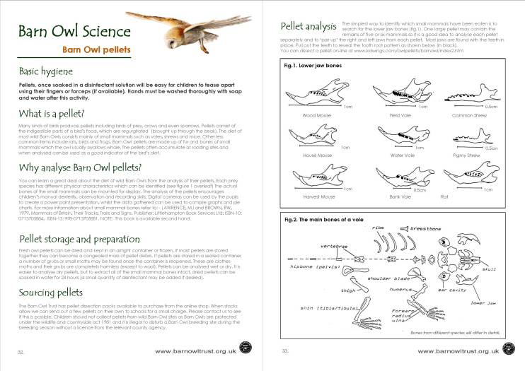 Science Barn Owl Pellets