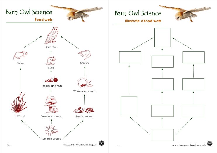 Science Food Web