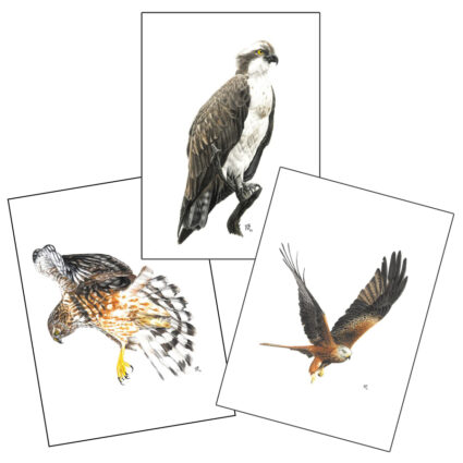 Birds of Prey Greetings Cards