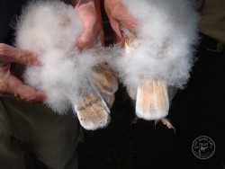 Sexing Barn Owls Tail Feathers