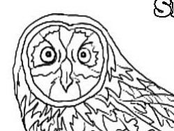Short-eared Owl Colouring Page