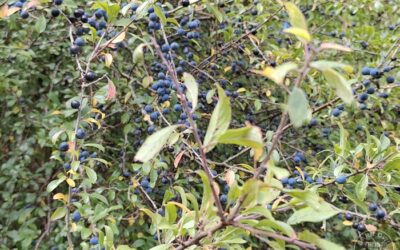 Wildlife Diary September 2025