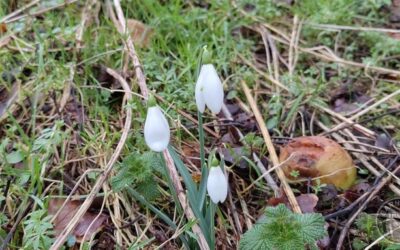 Wildlife Diary February 2026