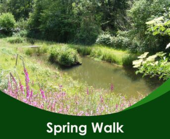 Spring walk