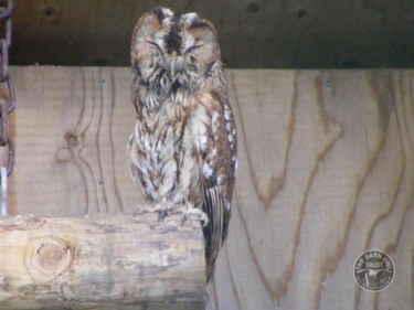 Steve The Tawny Owl In Rehab