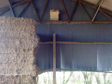 Suitable Positions Barn Owl Indoor Nestboxes 12
