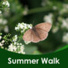 Summer walk