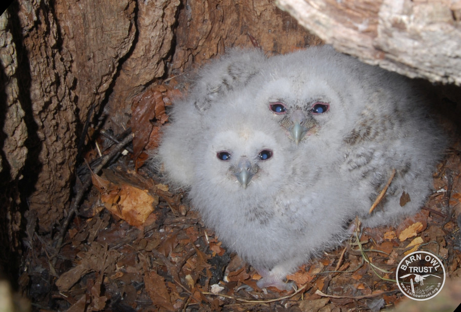 Tawow young nest htree cropped stephen powles 050412 d 1 small